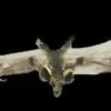 "Brown Bat With Skull Head" Animal Prop