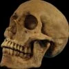 "Hard Resin Human Skull - Movable Jaw" Halloween Prop