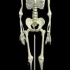 "Human Skeleton" Deluxe Movie Quality Halloween Prop